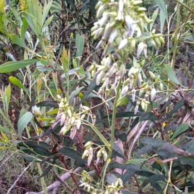 Dianella longifolia (Pale Flax Lily) at Molonglo Gorge - 5 Jan 2023 by MaartjeSevenster