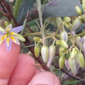 Dianella longifolia at Carwoola, NSW - 5 Jan 2023 11:25 AM