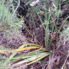 Dianella longifolia at Carwoola, NSW - 5 Jan 2023 11:25 AM