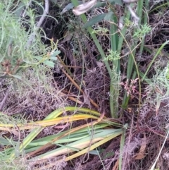 Dianella longifolia at Carwoola, NSW - 5 Jan 2023