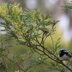 Malurus cyaneus (Superb Fairywren) at Bungonia National Park - 4 Jan 2023 by Rixon