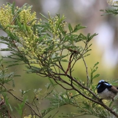 Malurus cyaneus (Superb Fairywren) at Bungonia National Park - 4 Jan 2023 by Rixon