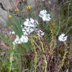 Veronica derwentiana (Derwent Speedwell) at Molonglo Gorge - 5 Jan 2023 by MaartjeSevenster