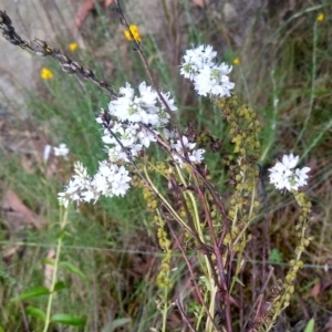 Veronica derwentiana at Kowen, ACT - 5 Jan 2023 11:15 AM