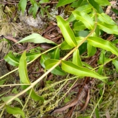 Veronica derwentiana at Kowen, ACT - 5 Jan 2023 11:15 AM