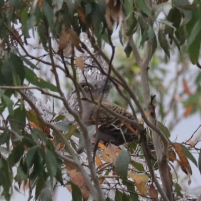 Phaps chalcoptera (Common Bronzewing) at Bungonia National Park - 4 Jan 2023 by Rixon