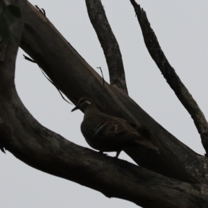 Phaps chalcoptera at Bungonia, NSW - 4 Jan 2023