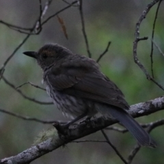 Colluricincla harmonica (Grey Shrikethrush) at Bungonia, NSW - 5 Jan 2023 by Rixon