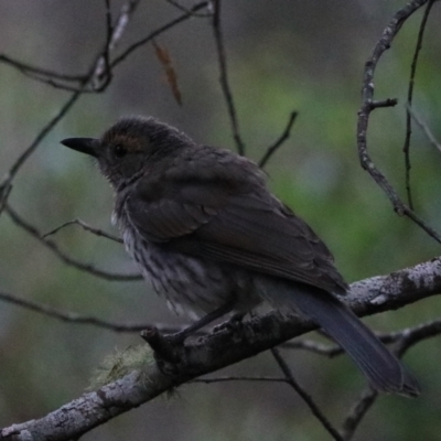 Colluricincla harmonica (Grey Shrikethrush) at Bungonia National Park - 4 Jan 2023 by Rixon