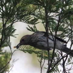 Colluricincla harmonica at Bungonia, NSW - 5 Jan 2023 06:47 AM