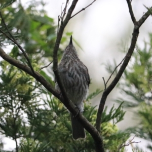 Colluricincla harmonica at Bungonia, NSW - 5 Jan 2023 06:47 AM