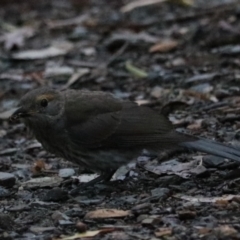 Colluricincla harmonica at Bungonia, NSW - 5 Jan 2023 06:47 AM