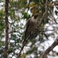 Philemon corniculatus (Noisy Friarbird) at Bungonia National Park - 5 Jan 2023 by Rixon