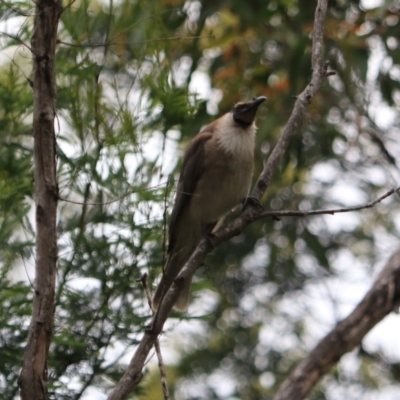 Philemon corniculatus (Noisy Friarbird) at Bungonia, NSW - 5 Jan 2023 by Rixon