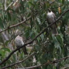 Philemon corniculatus at Bungonia, NSW - 6 Jan 2023 06:52 AM