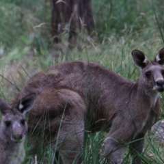 Macropus giganteus (Eastern Grey Kangaroo) at Bungonia, NSW - 5 Jan 2023 by Rixon
