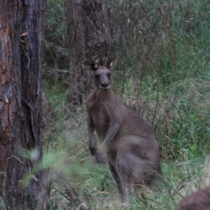 Macropus giganteus at Bungonia, NSW - 6 Jan 2023