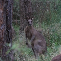 Macropus giganteus at Bungonia, NSW - 6 Jan 2023