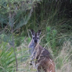 Notamacropus rufogriseus (Red-necked Wallaby) at Bungonia, NSW - 5 Jan 2023 by Rixon