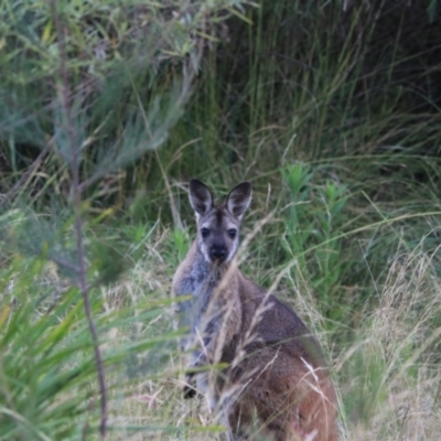 Notamacropus rufogriseus (Red-necked Wallaby) at Bungonia, NSW - 5 Jan 2023 by Rixon