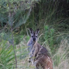 Notamacropus rufogriseus (Red-necked Wallaby) at Bungonia, NSW - 4 Jan 2023 by Rixon