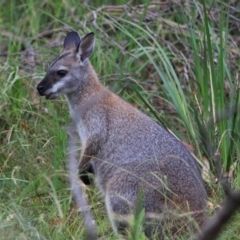 Notamacropus rufogriseus at Bungonia, NSW - 5 Jan 2023