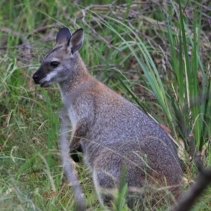 Notamacropus rufogriseus at Bungonia, NSW - 5 Jan 2023