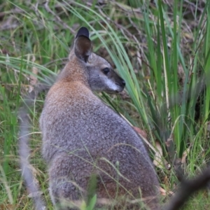 Notamacropus rufogriseus at Bungonia, NSW - 5 Jan 2023