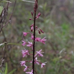 Dipodium punctatum (Blotched Hyacinth Orchid) at Bungonia National Park - 6 Jan 2023 by Rixon