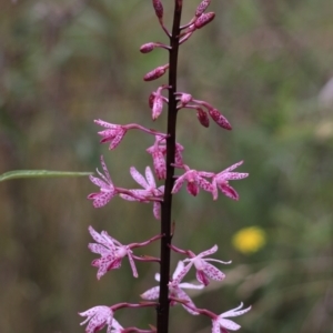 Dipodium punctatum at Bungonia, NSW - suppressed