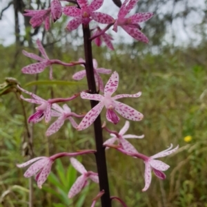 Dipodium punctatum at Bungonia, NSW - suppressed