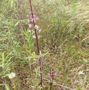 Dipodium punctatum at Bungonia, NSW - suppressed