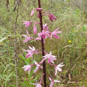 Dipodium punctatum at Bungonia, NSW - suppressed