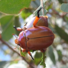 Anoplognathus montanus (Montane Christmas beetle) at Tuggeranong, ACT - 7 Jan 2023 by HelenCross