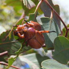 Anoplognathus montanus at Tuggeranong, ACT - 7 Jan 2023