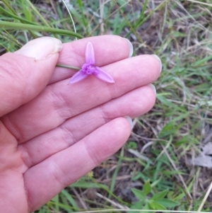 Thysanotus sp. at Bungonia, NSW - 5 Jan 2023 07:38 PM