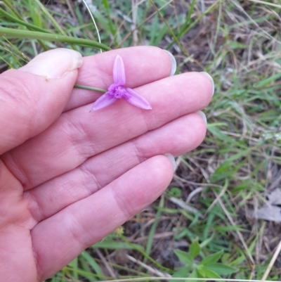 Thysanotus (Genus) (Fringe Lily) at Bungonia, NSW - 5 Jan 2023 by Rixon