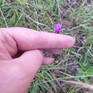 Thysanotus sp. at Bungonia, NSW - 5 Jan 2023 07:38 PM