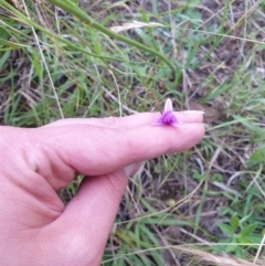 Thysanotus sp. at Bungonia, NSW - 5 Jan 2023 07:38 PM