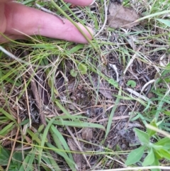 Thysanotus sp. at Bungonia, NSW - 5 Jan 2023 07:38 PM