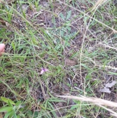 Thysanotus sp. at Bungonia, NSW - 5 Jan 2023