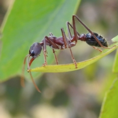 Myrmecia simillima (A Bull Ant) at Lions Youth Haven - Westwood Farm A.C.T. - 9 Jan 2023 by HelenCross