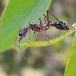 Myrmecia simillima at Kambah, ACT - 10 Jan 2023