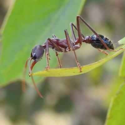 Myrmecia simillima (A Bull Ant) at Lions Youth Haven - Westwood Farm A.C.T. - 9 Jan 2023 by HelenCross