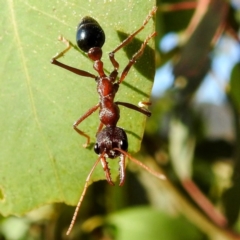 Myrmecia simillima at Kambah, ACT - 10 Jan 2023