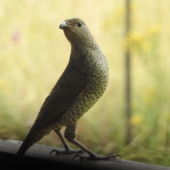 Ptilonorhynchus violaceus (Satin Bowerbird) at Kambah, ACT - 7 Jan 2023 by HelenCross