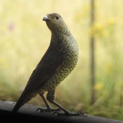 Ptilonorhynchus violaceus (Satin Bowerbird) at Lions Youth Haven - Westwood Farm - 7 Jan 2023 by HelenCross