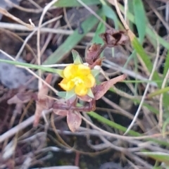 Hypericum gramineum (Small St Johns Wort) at Bungonia National Park - 5 Jan 2023 by Rixon