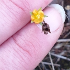 Hypericum gramineum at Bungonia, NSW - 5 Jan 2023 07:39 PM