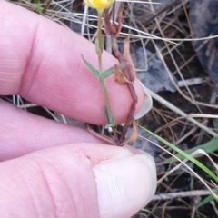 Hypericum gramineum at Bungonia, NSW - 5 Jan 2023